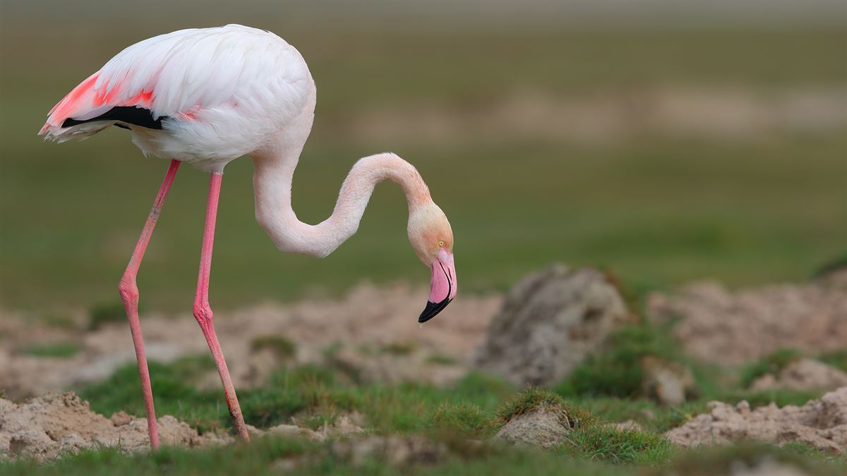 Flamingo