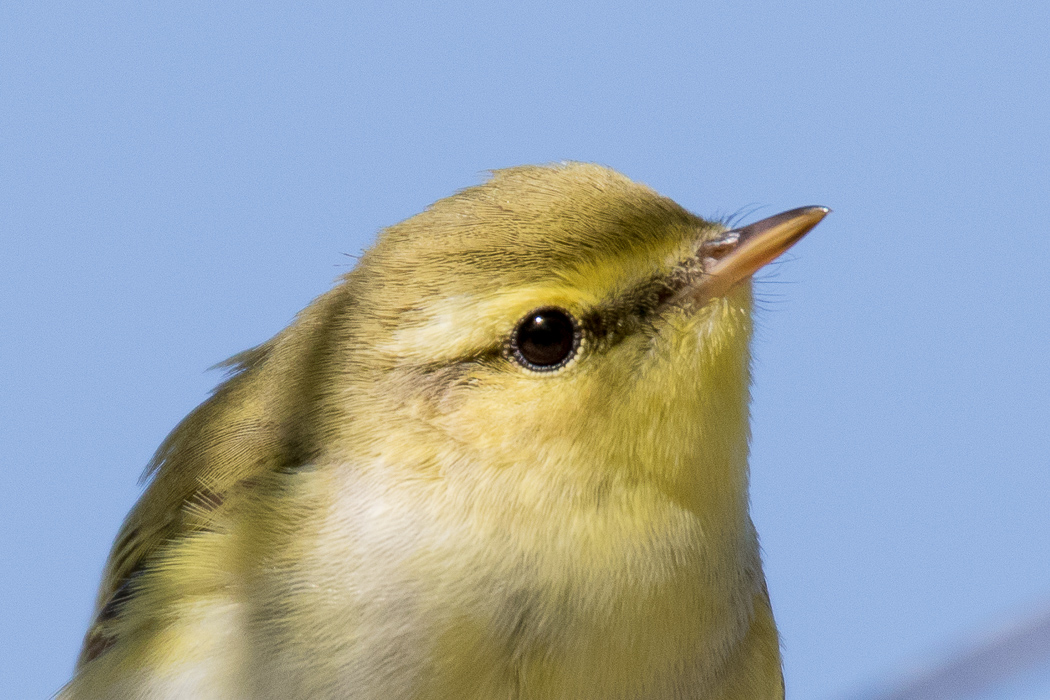 Wood Warbler