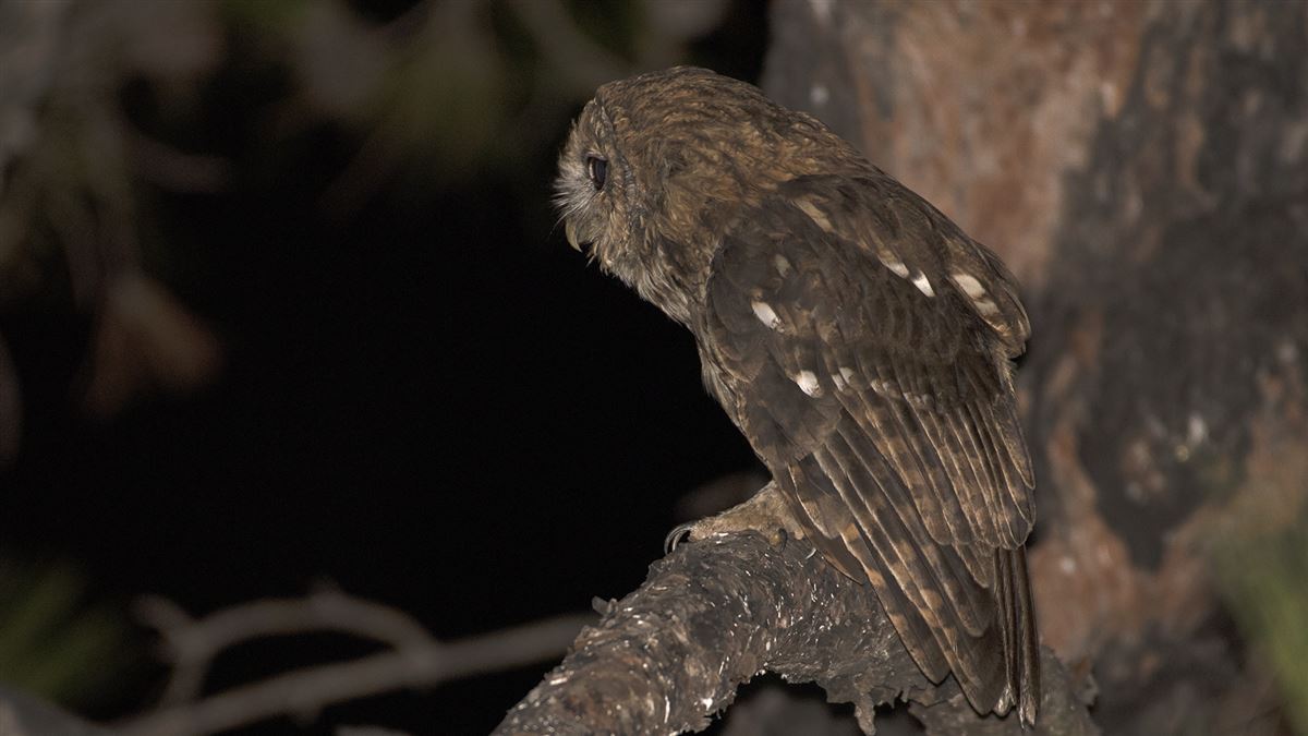 Tawny Owl
