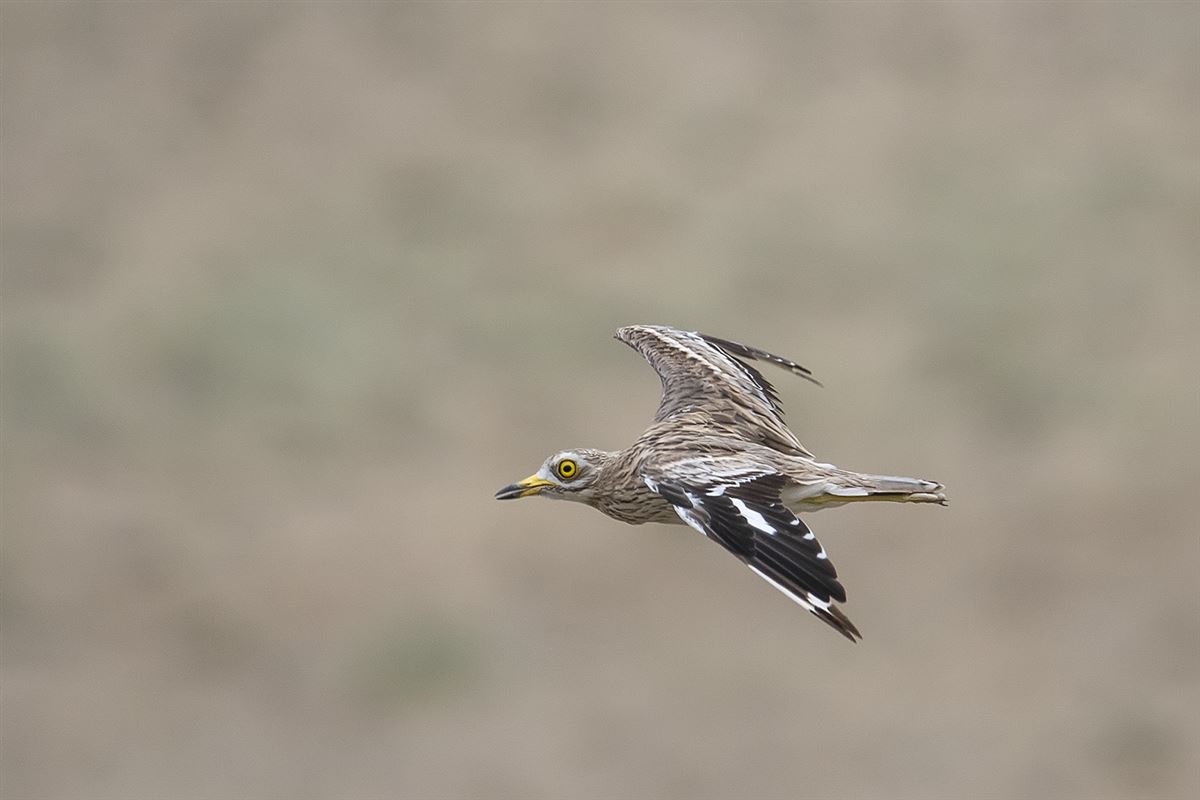 Eurasian Stone-curlew