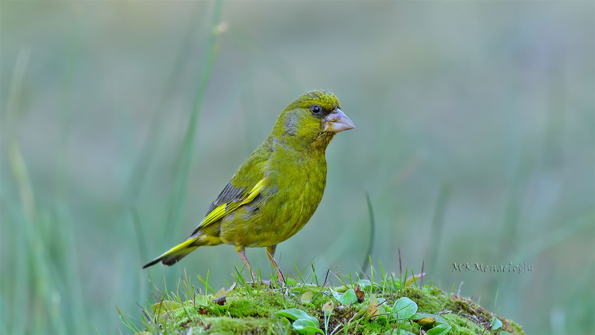 European Greenfinch