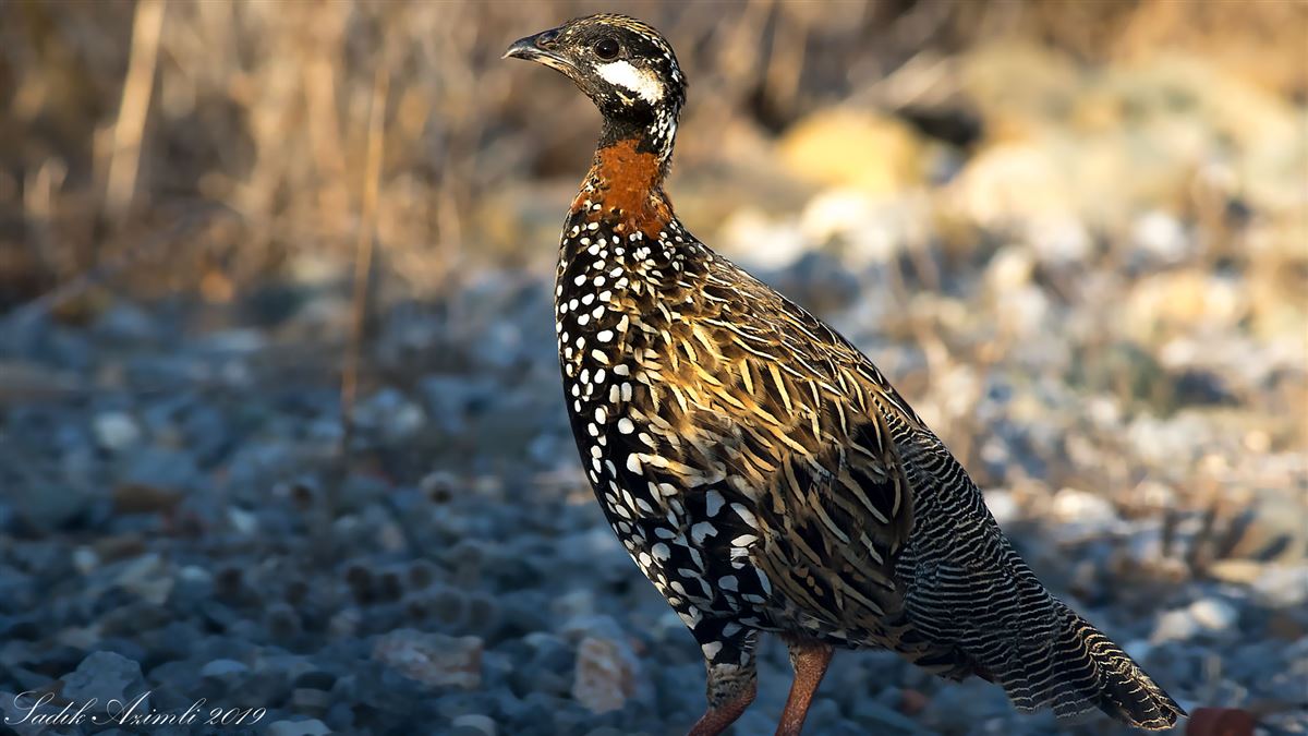 Black Francolin