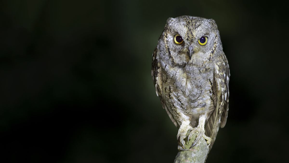 Eurasian Scops Owl
