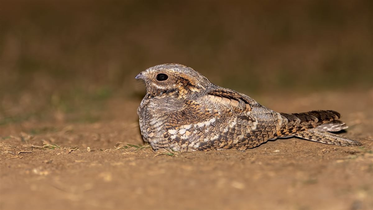 European Nightjar