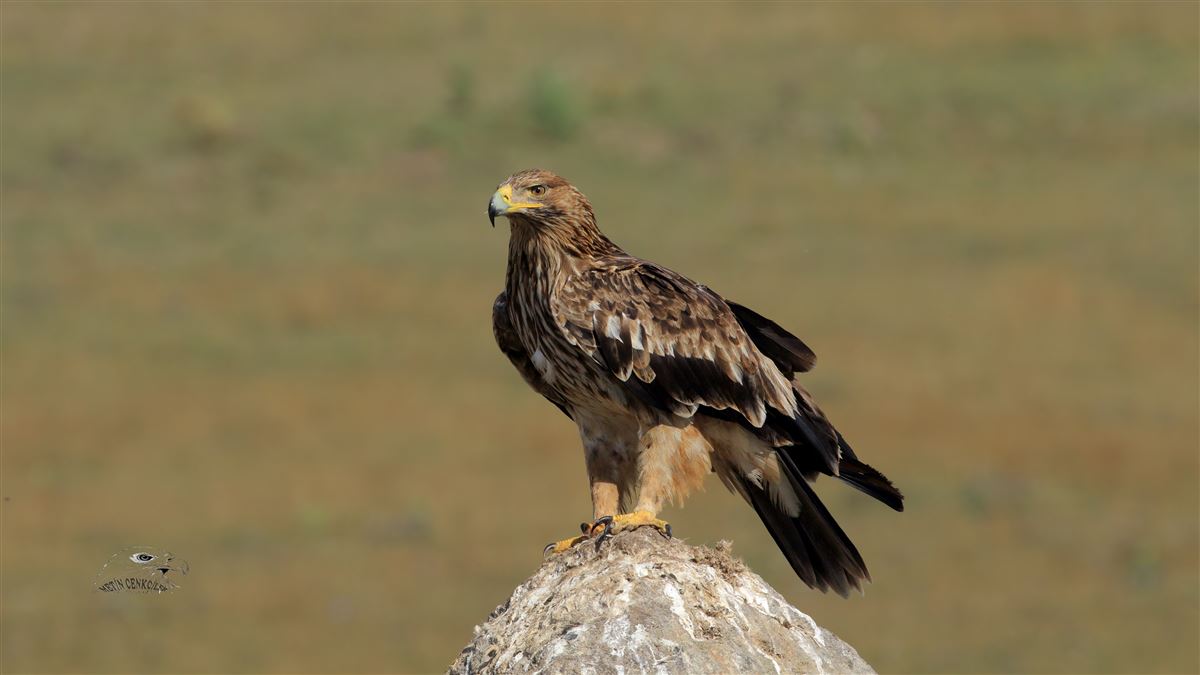Eastern Imperial Eagle