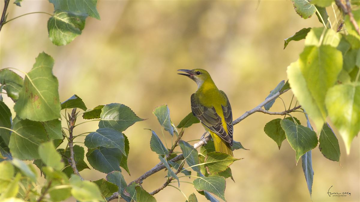 Eurasian Golden Oriole