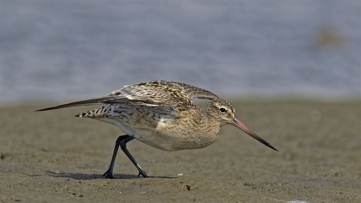 Bar-tailed Godwit