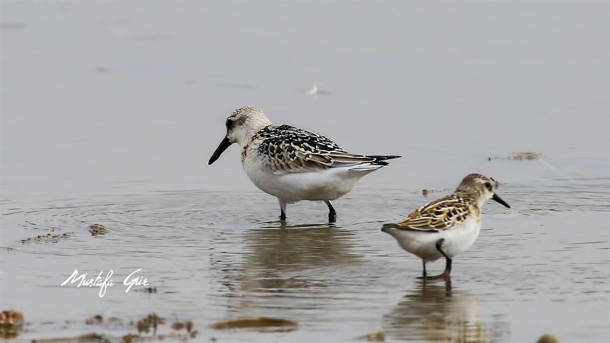 Sanderling