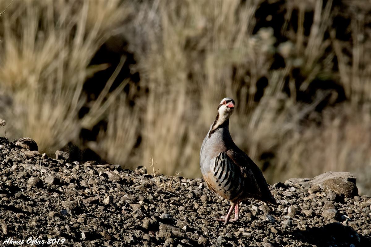 Chukar Partridge