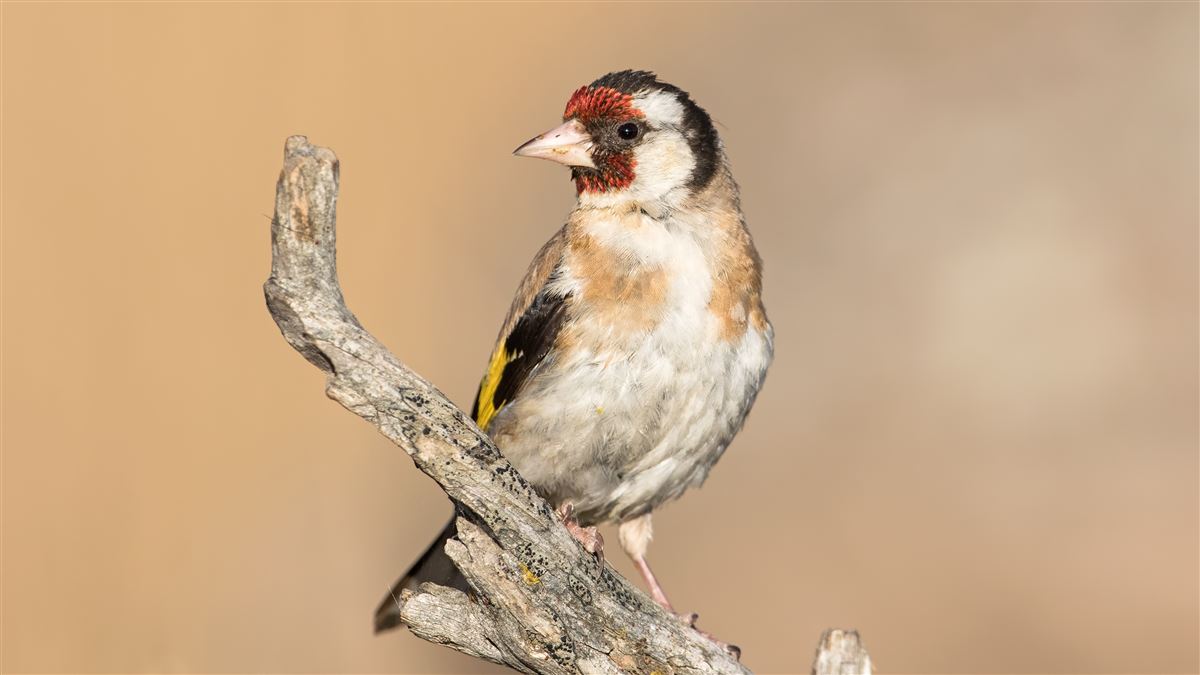 European Goldfinch