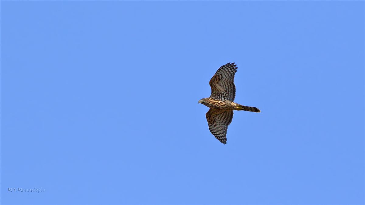 Northern Goshawk