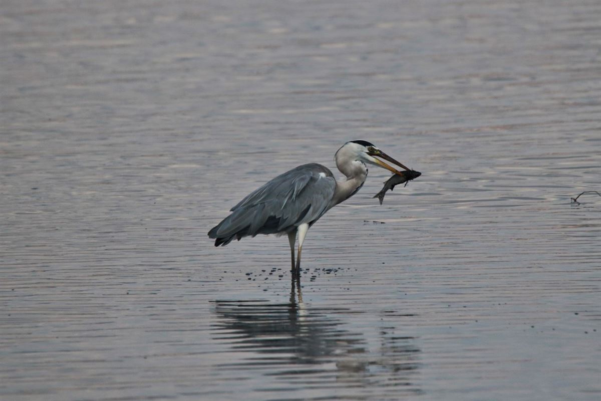 Gri Balıkçıl