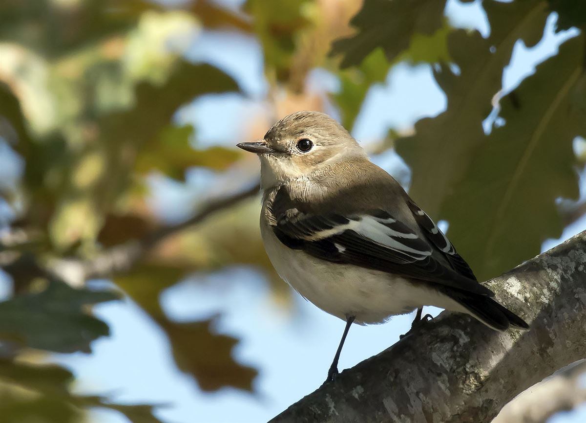 European Pied Flycatcher