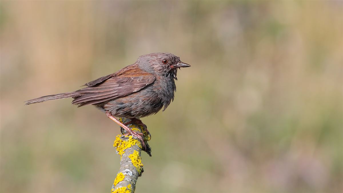 Dunnock