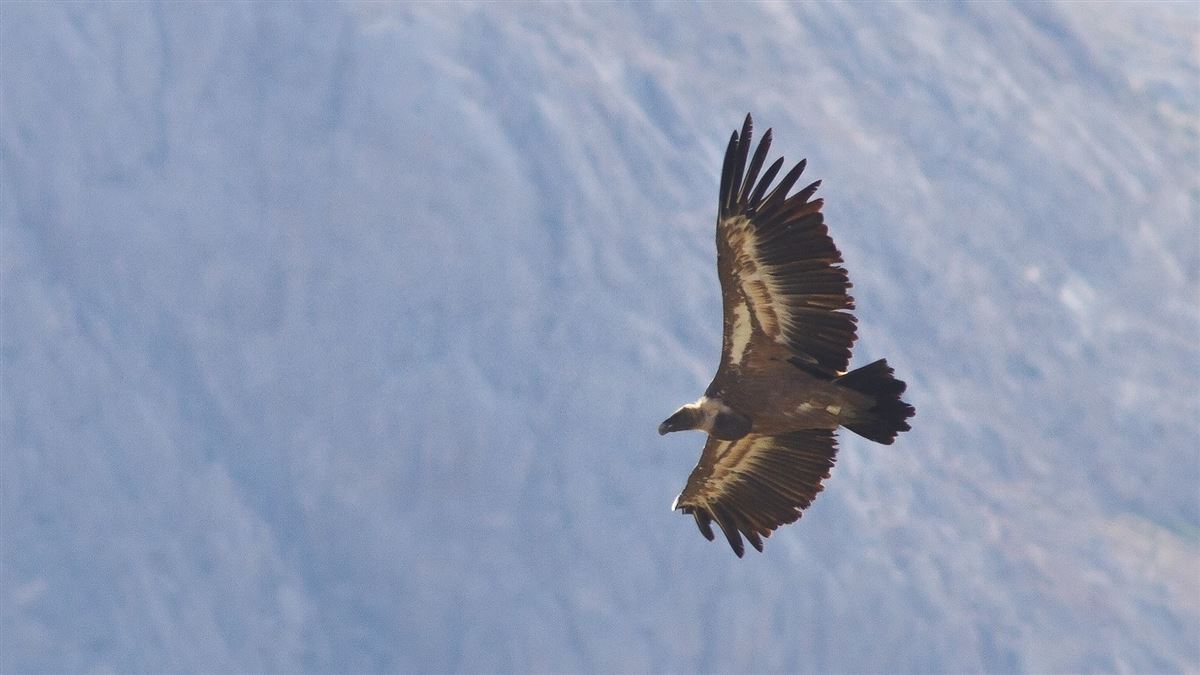 Kızıl Akbaba
