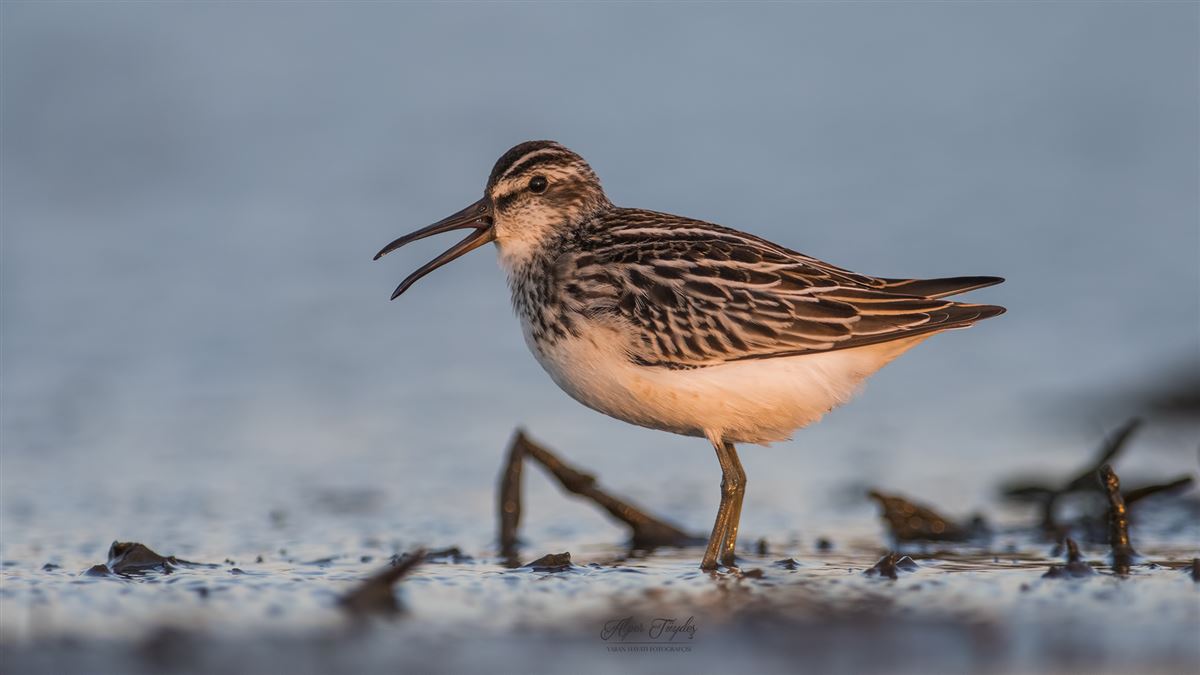 Broad-billed Sandpiper