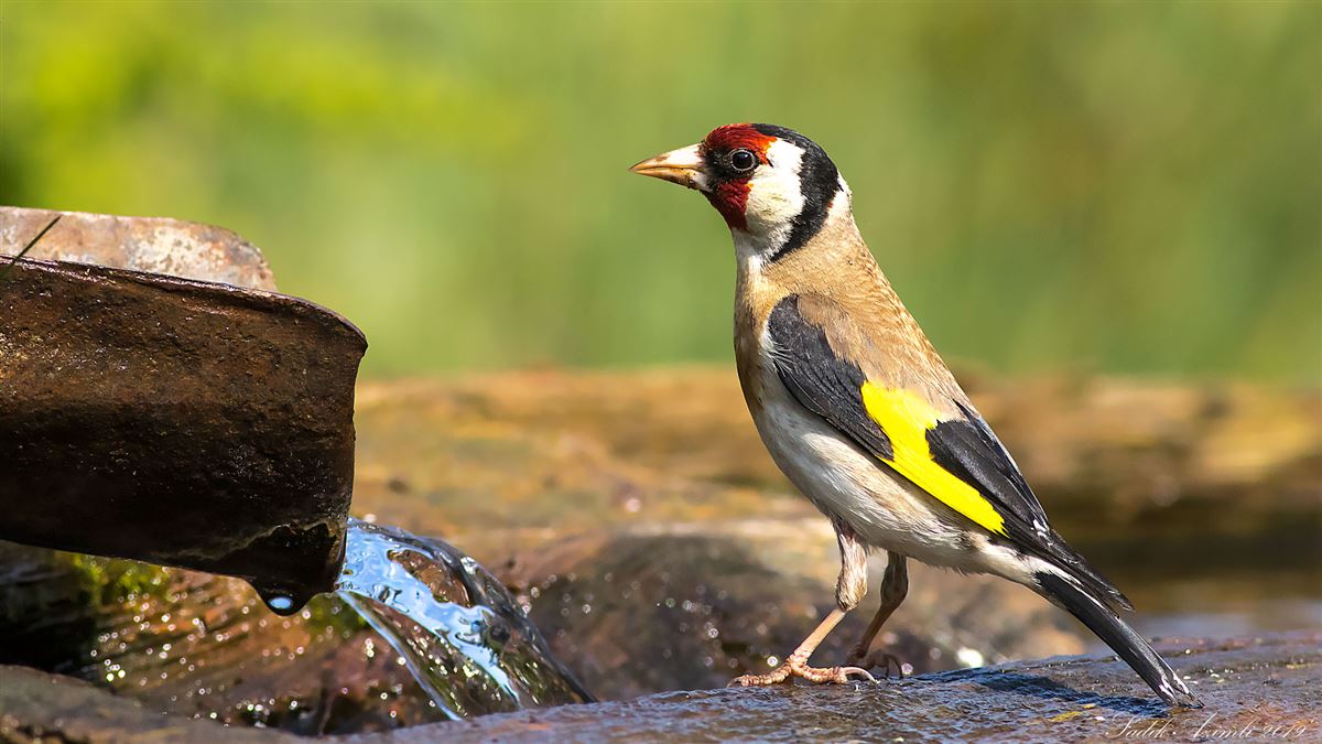 European Goldfinch
