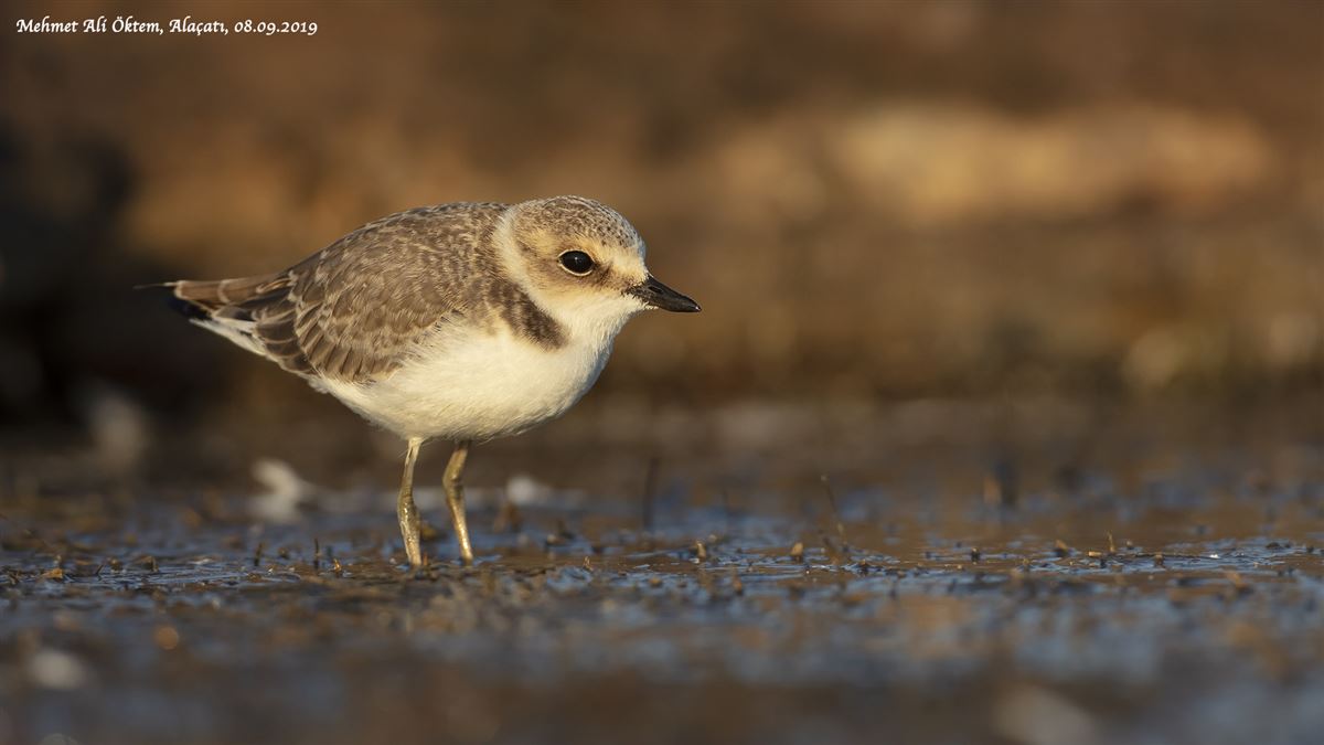 Kentish Plover