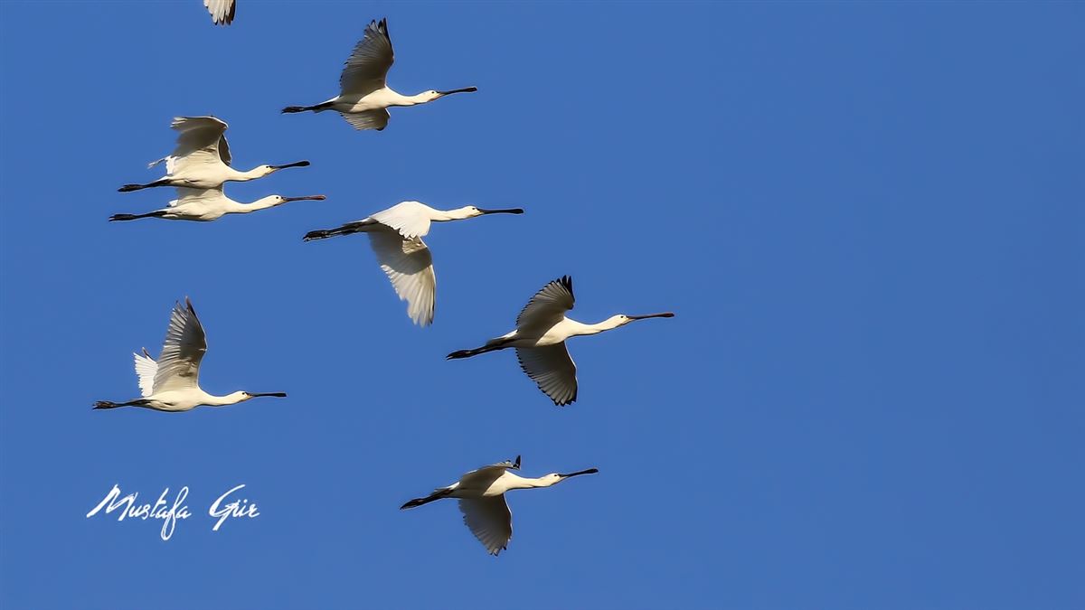 Eurasian Spoonbill