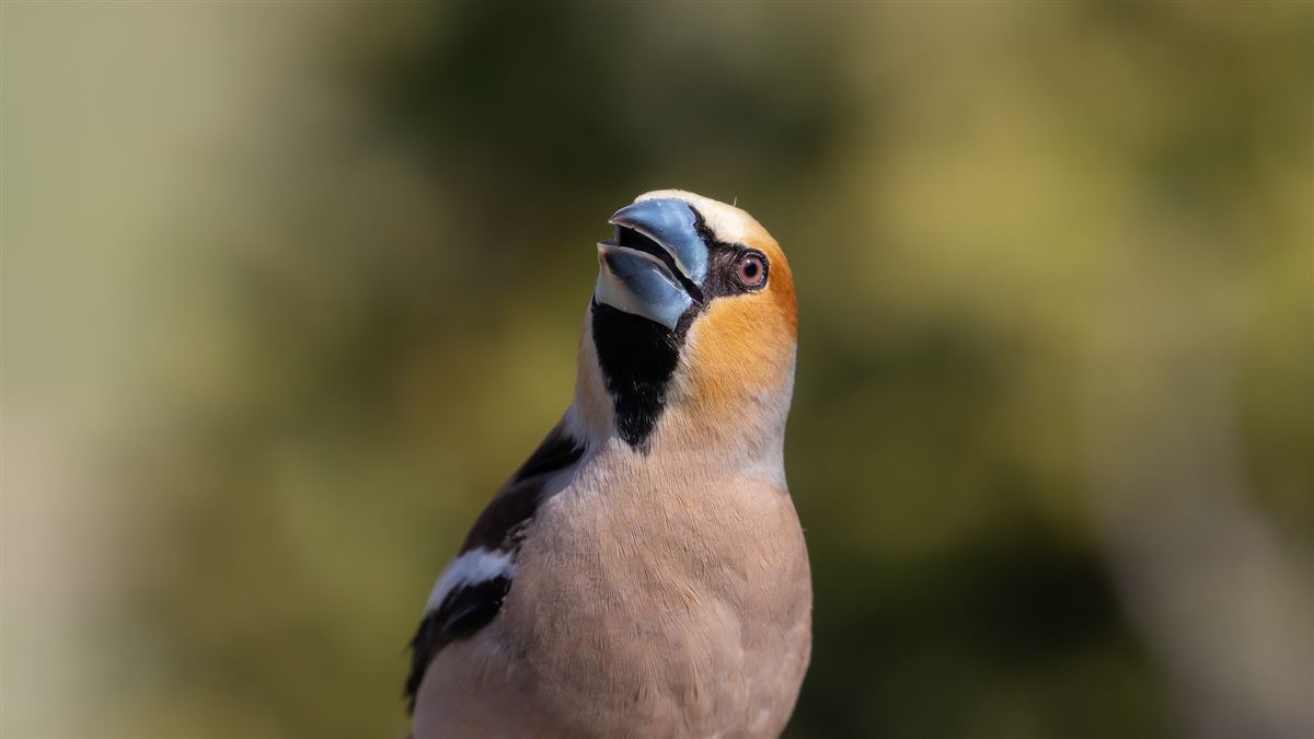 Hawfinch
