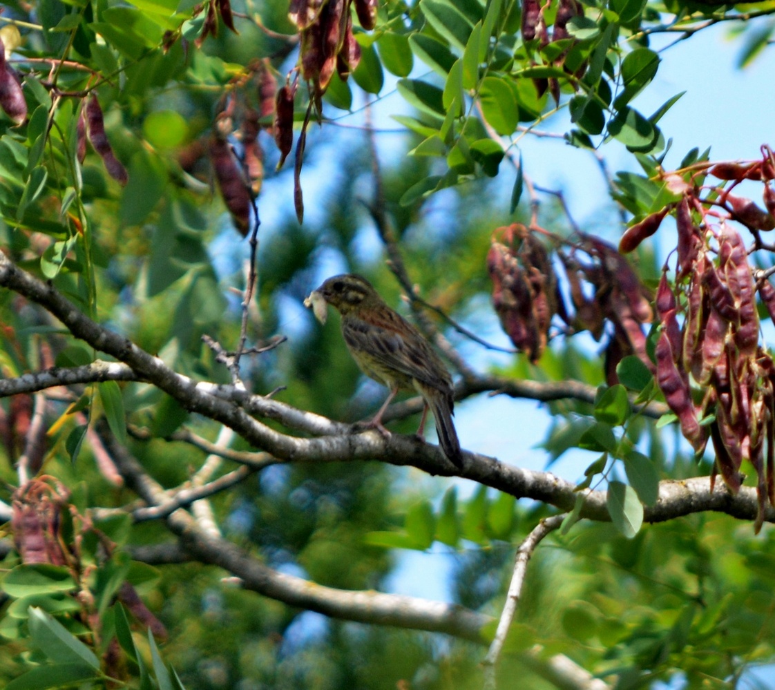 Cirl Bunting