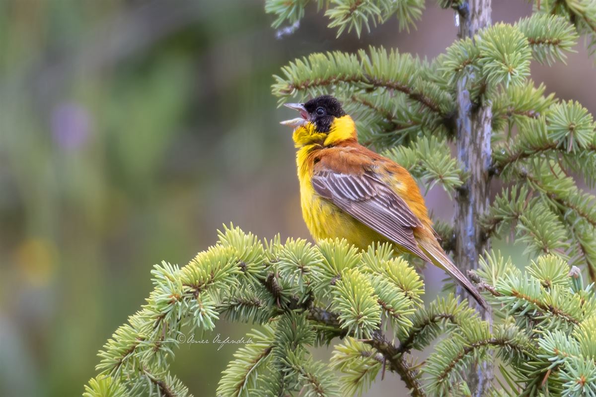 Black-headed Bunting