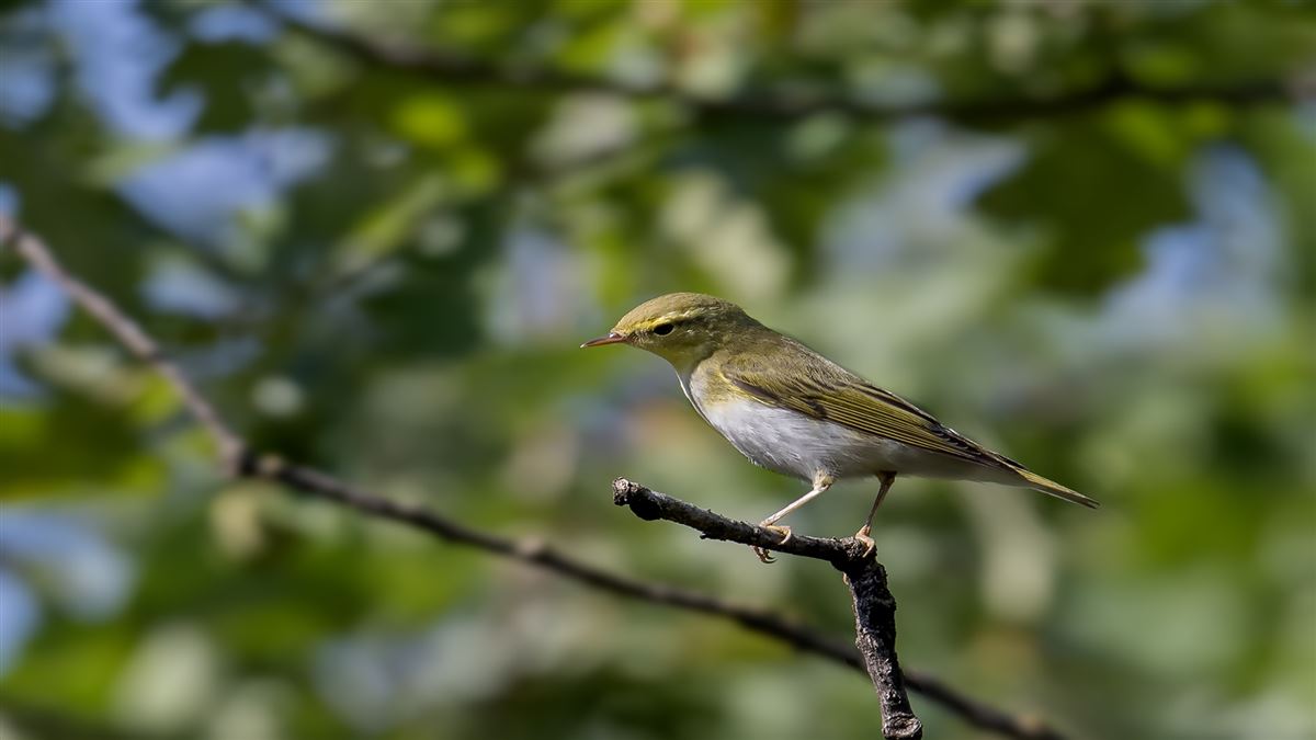 Wood Warbler