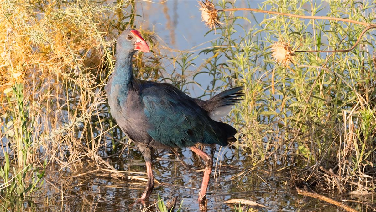 Grey-headed Swamphen