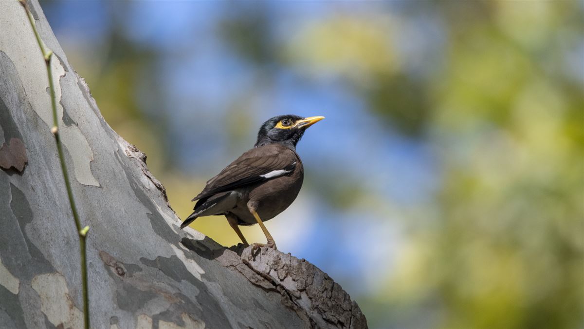 Common Myna
