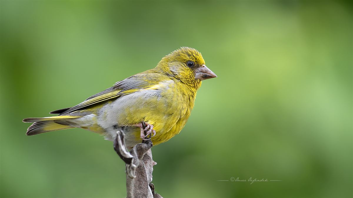 European Greenfinch
