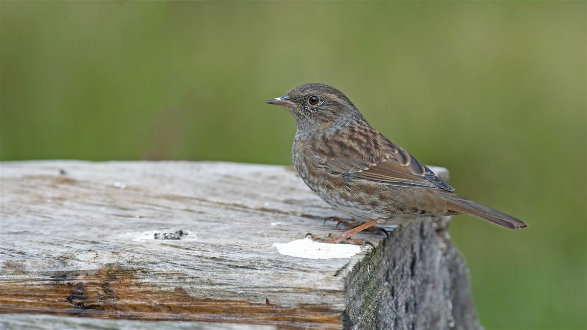 Dunnock
