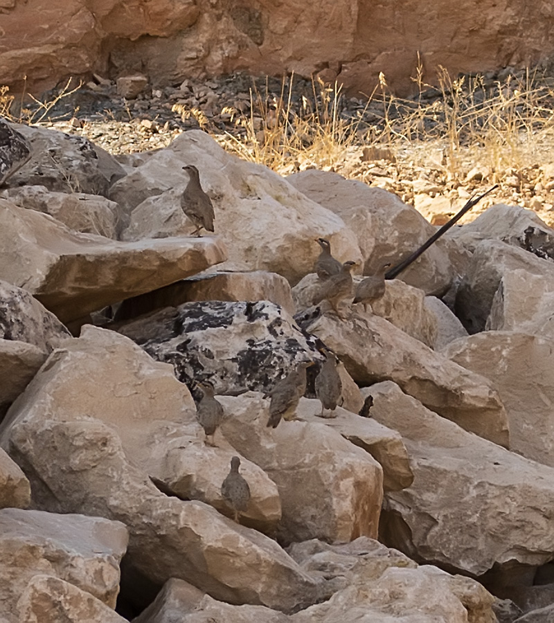 See-see Partridge