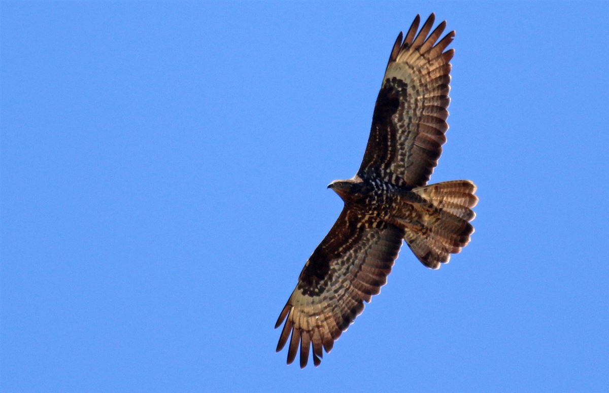 European Honey Buzzard