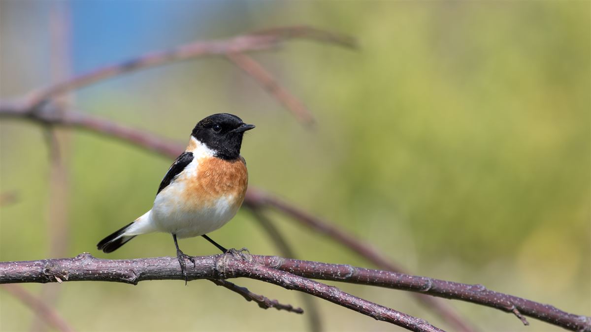 Siberian Stonechat
