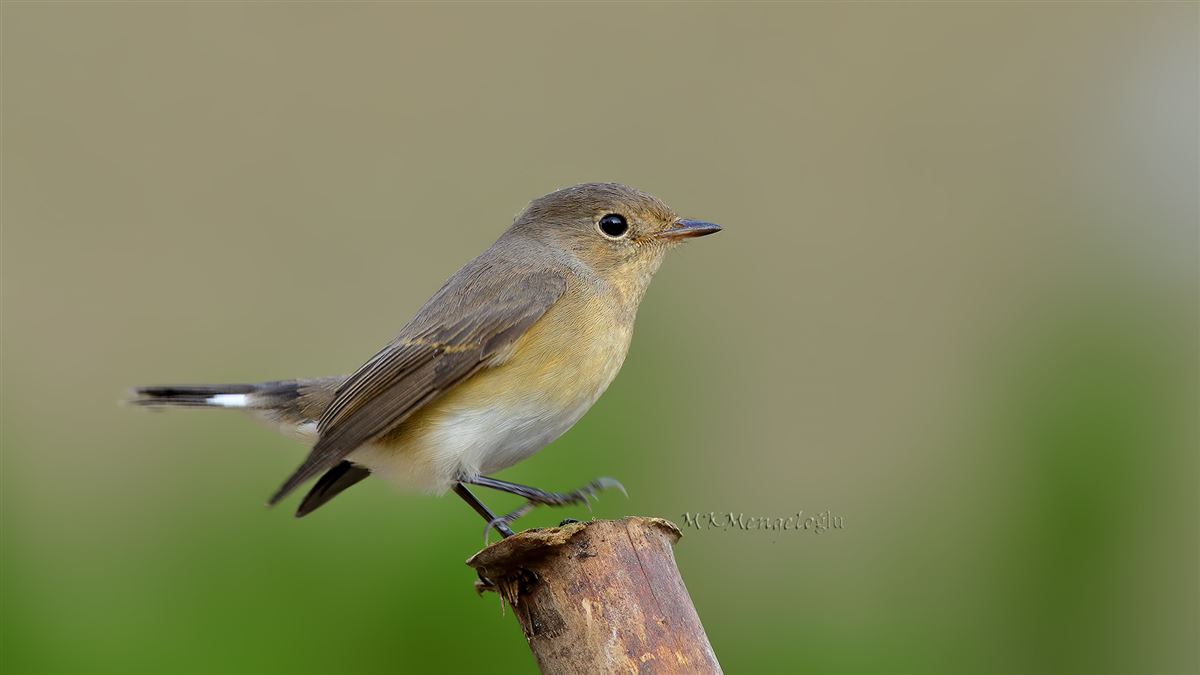 Red-breasted Flycatcher