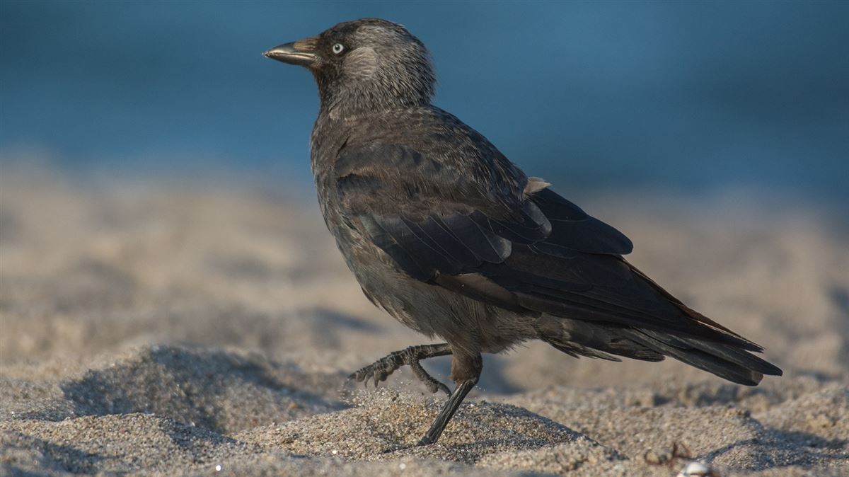 Western Jackdaw