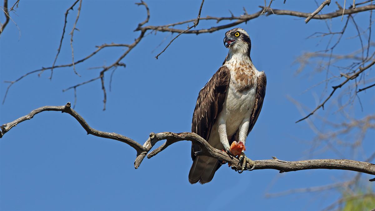 Osprey