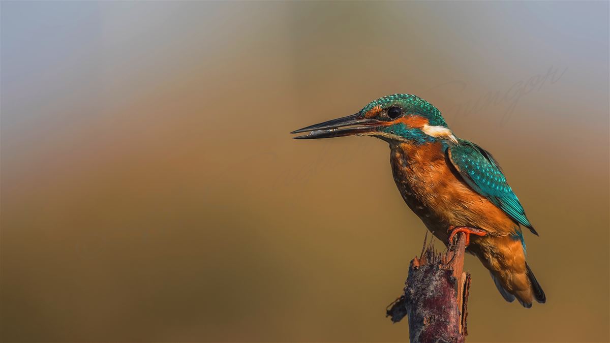 Common Kingfisher