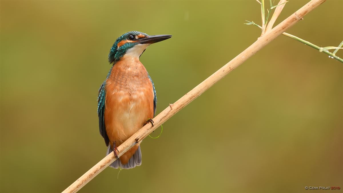 Common Kingfisher