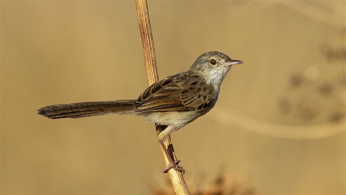 Delicate prinia