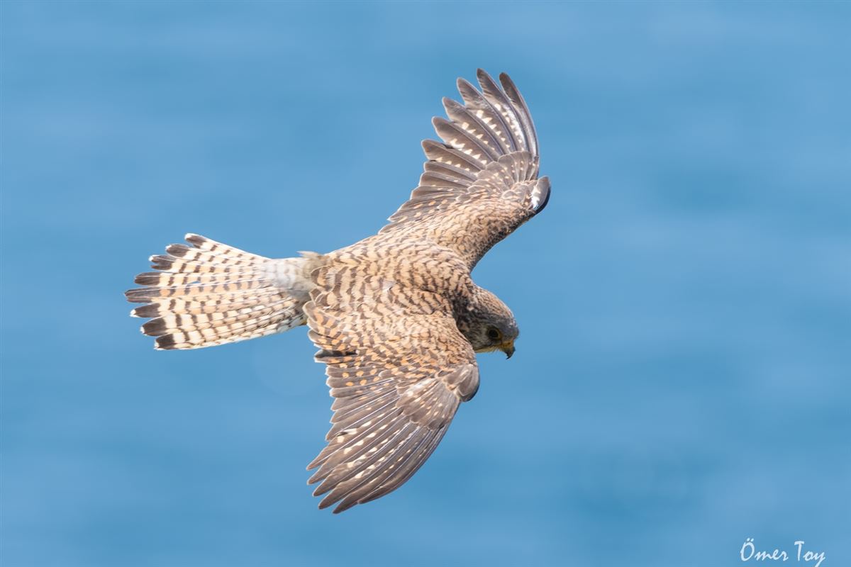 Lesser Kestrel