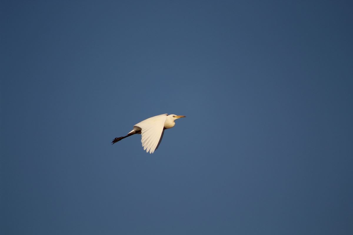 Western Cattle Egret