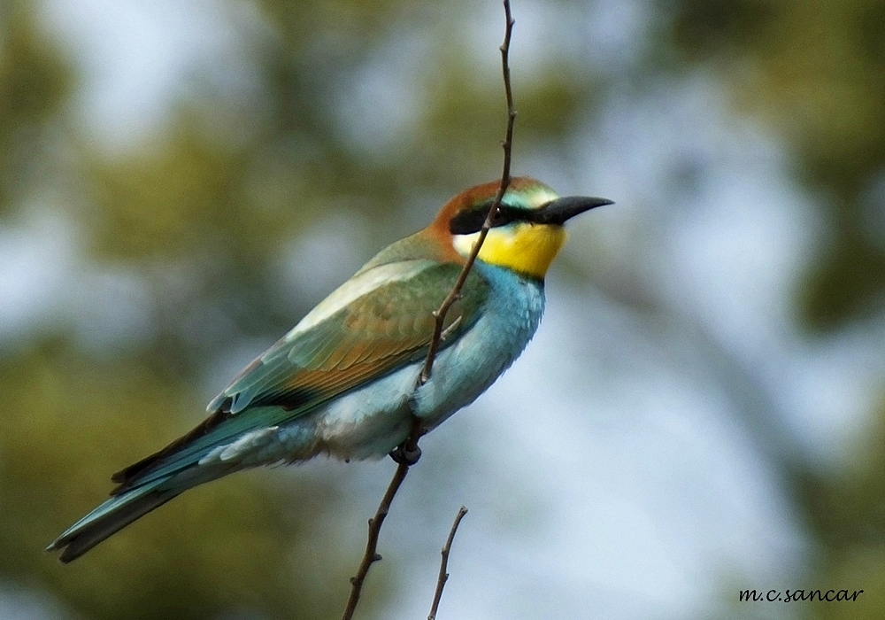 European Bee-eater