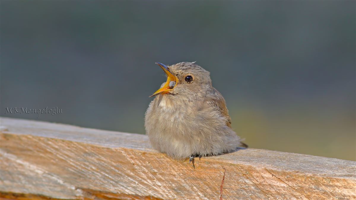 Spotted Flycatcher