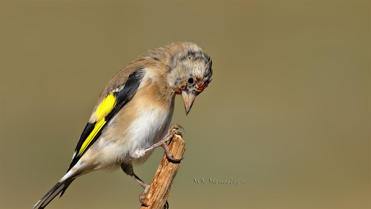 European Goldfinch