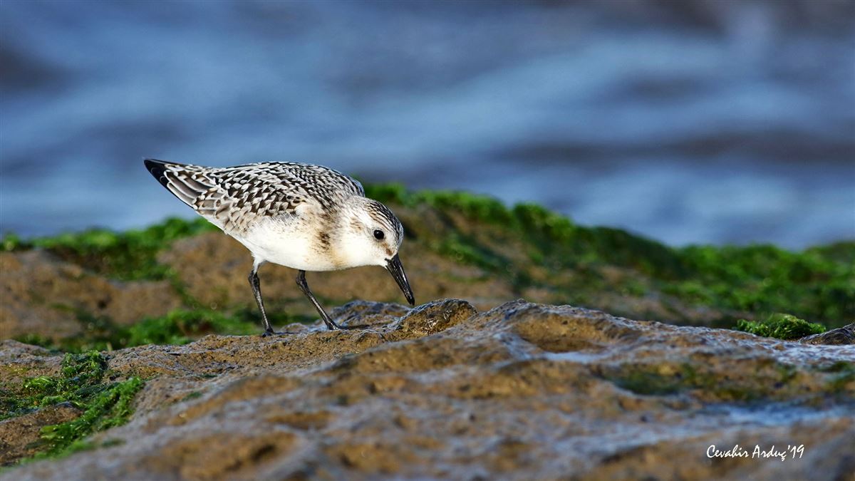 Sanderling