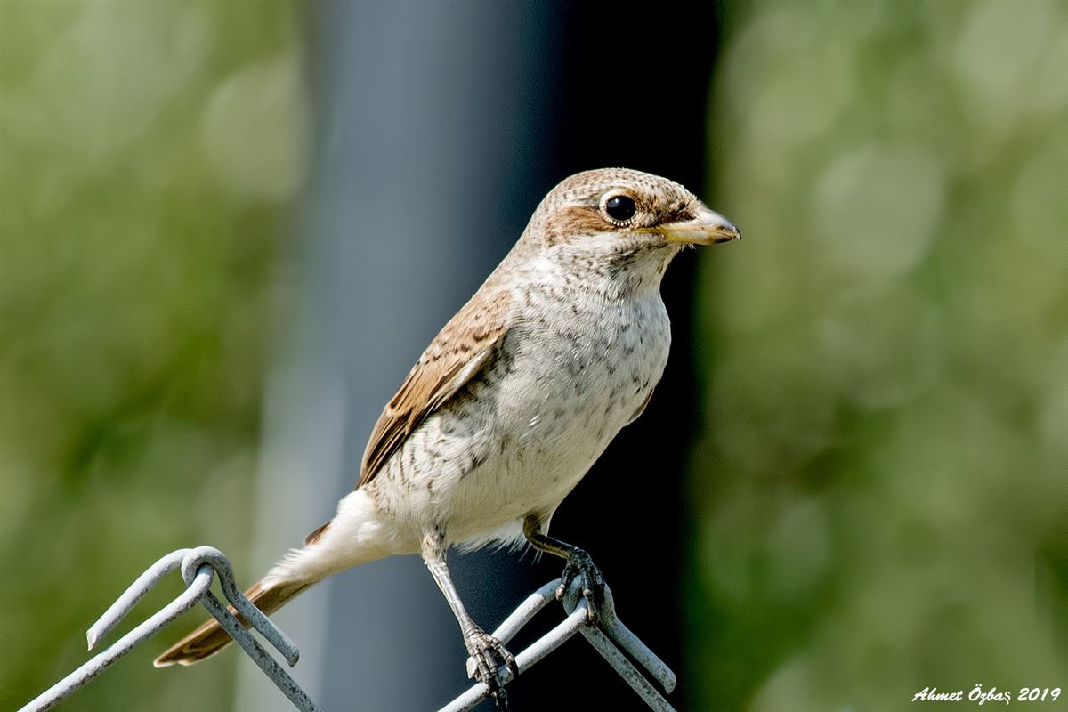 Great Grey Shrike