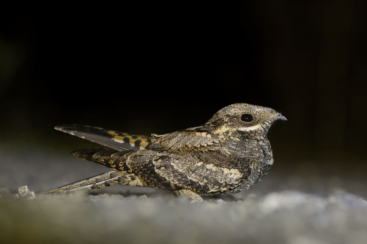 European Nightjar