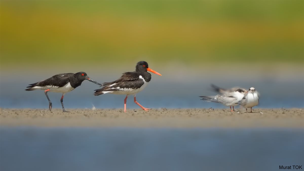 Eurasian Oystercatcher