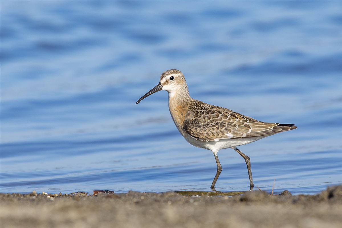 Curlew Sandpiper